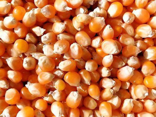 选择玉米种子注意事项