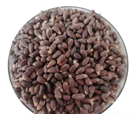 不能作种用的几类棉籽