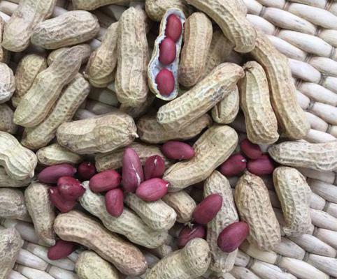 花生种子不建议提前剥壳