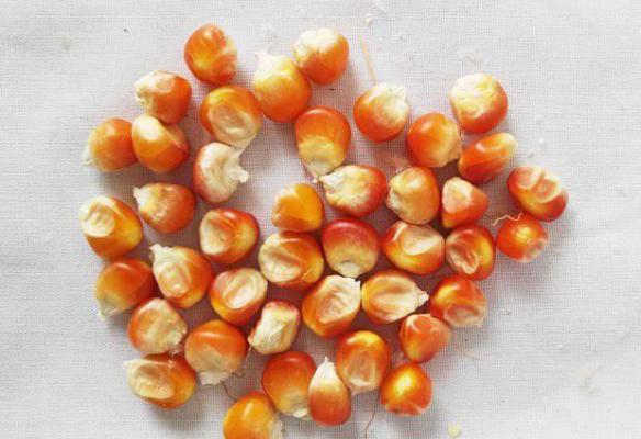 辨别新陈玉米杂交种子方法