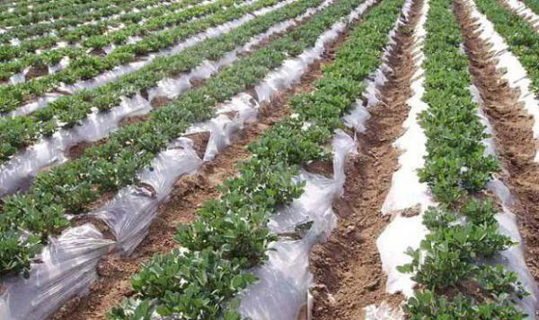 种花生覆盖地膜，什么时候需要破膜引苗？