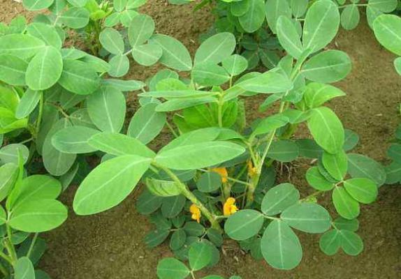 花生什么时候需要追肥？