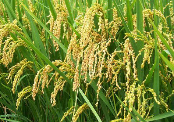 种植水稻为什么要施硅和锌？