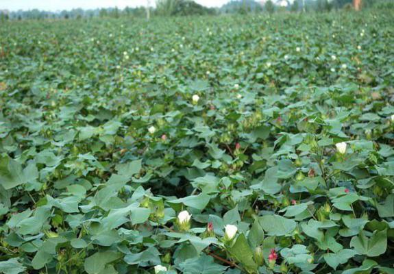 钾肥对棉花的生长起的作用