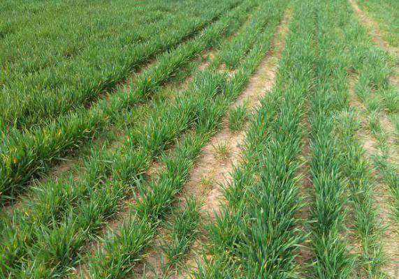 冬春季麦田的杂草用什么除草剂防治？