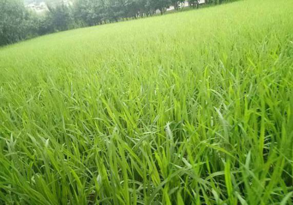 种植水稻如何预防高温热害？