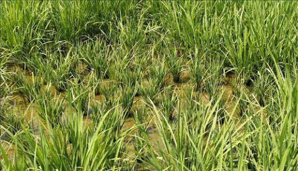水稻瘤矮病如何防治？水稻瘤矮病用什么药治？