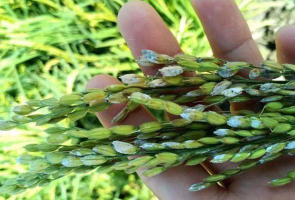 水稻细菌性谷枯病如何防治？水稻细菌性谷枯病用什么药能治？