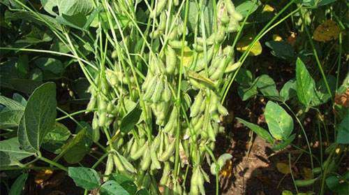 中黄334大豆品种好不好？