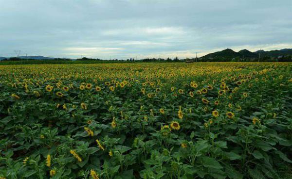 吾魁首向日葵品种好不好？