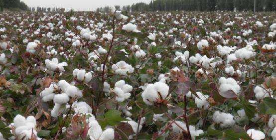赣棉02棉花品种好不好？