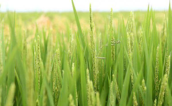 Q糯2号水稻品种好不好?