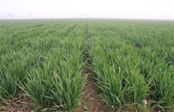 小麦返青期管理重点