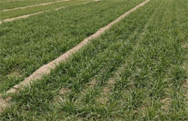 小麦返青期管理重点