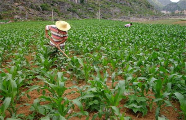 春玉米施肥方法介绍