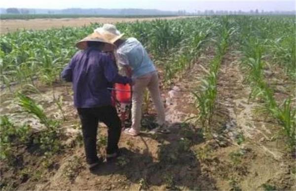 春玉米施肥方法介绍