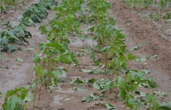 棉花育苗期三害预防措施