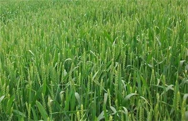 冬小麦旺长原因