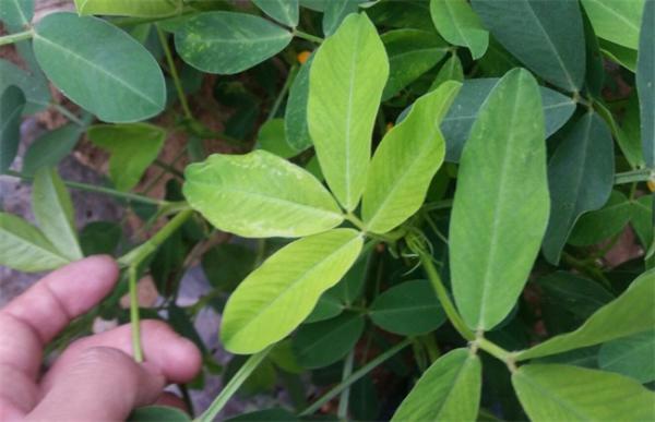 花生卷叶是怎么回事