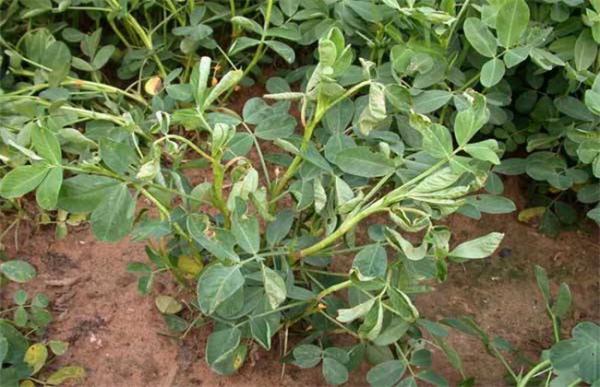 花生生长后期如何管理