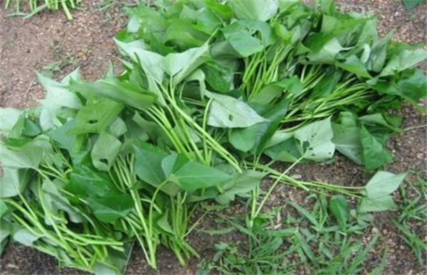 红薯增产施肥方法