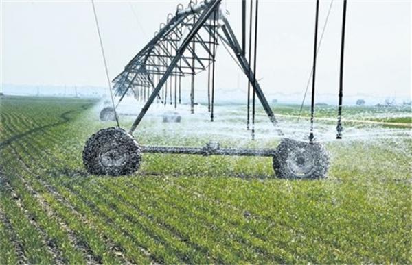 小麦需要什么生长环境