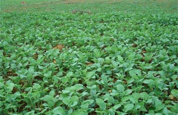 油菜对生长环境的要求