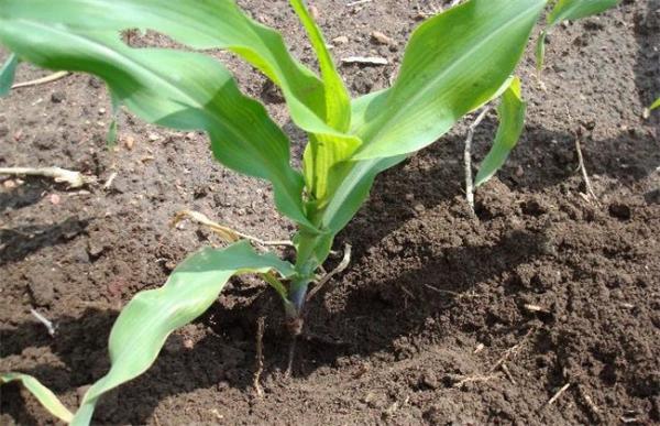 玉米肥害症状及挽救方法