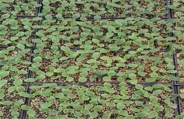 黄瓜的栽培技术要点