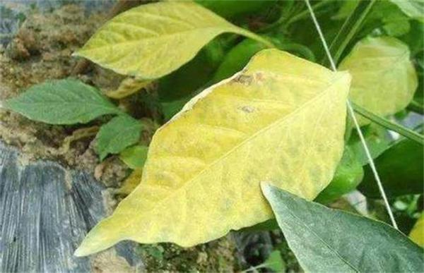 大豆黄叶、死苗原因及防治方法