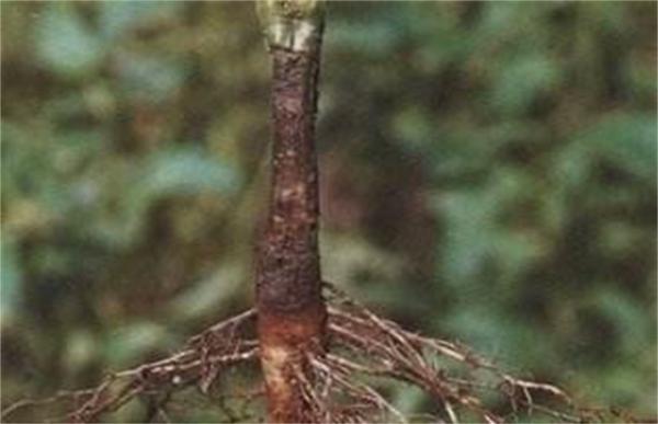 芝麻常见病虫害的防治