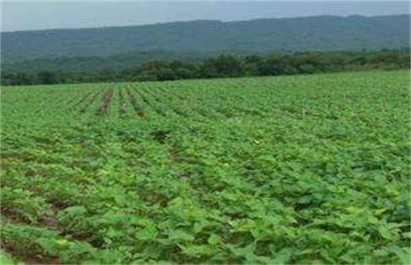 大豆倒伏原因及防止方法