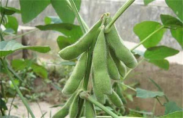 大豆花荚期管理要点