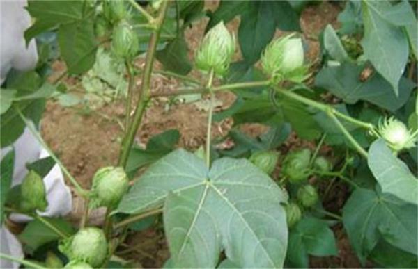 棉花蕾期田间管理要点