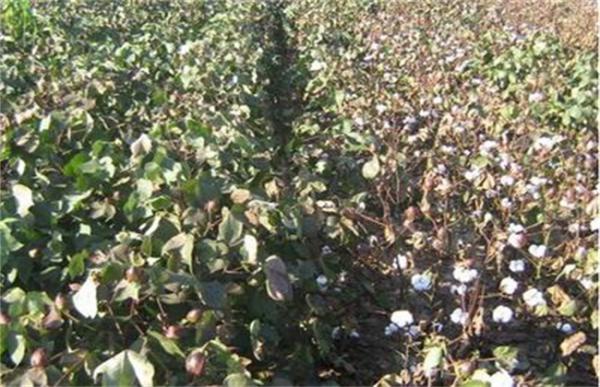 棉花早衰的防治方法