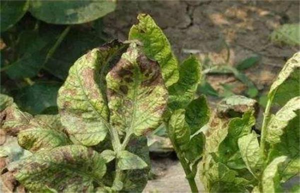 马铃薯花叶病防治方法