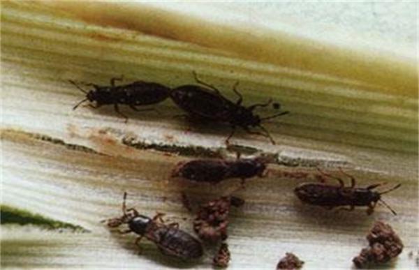 高粱长蝽该怎么防治