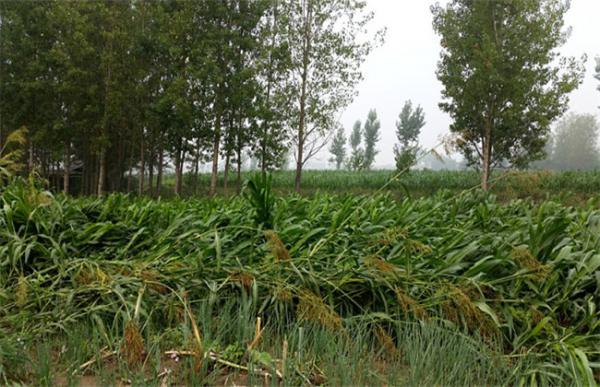 高粱倒伏怎么办