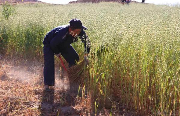 燕麦种植的生长环境