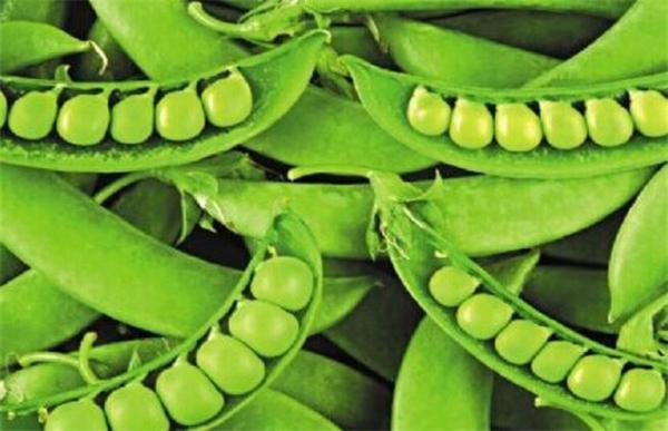 青豆种植的方法