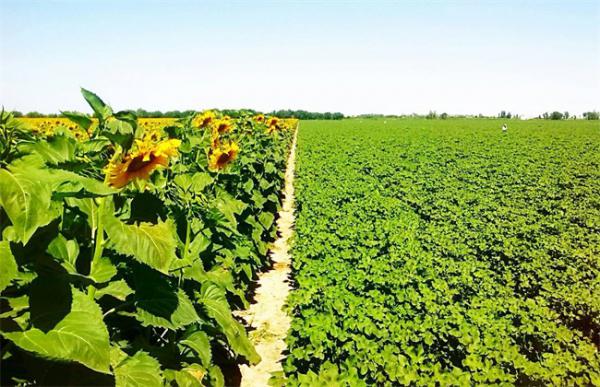 向日葵高产栽培技术