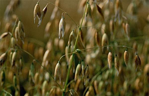 燕麦种植赚钱吗