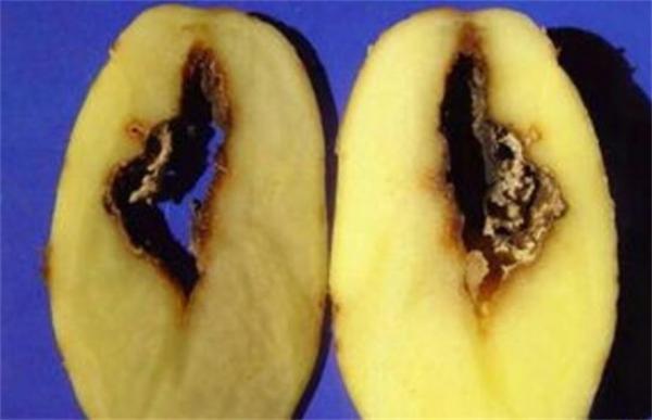 马铃薯空心的原因及防治方法