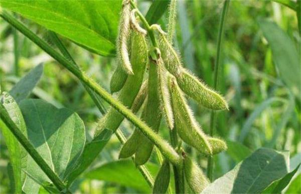 大豆高温危害的防治方法