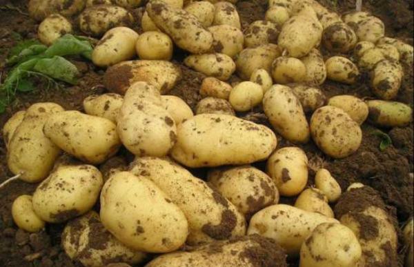 土豆什么时候进入中国？