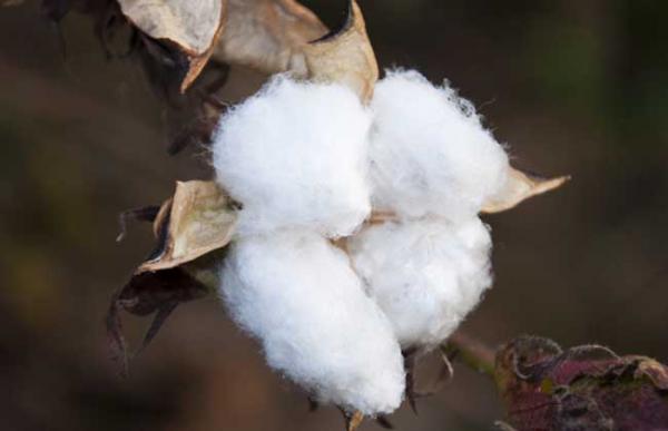 棉花什么时候进入中国?