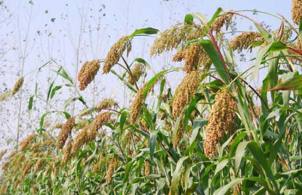 高粱产地在哪里？