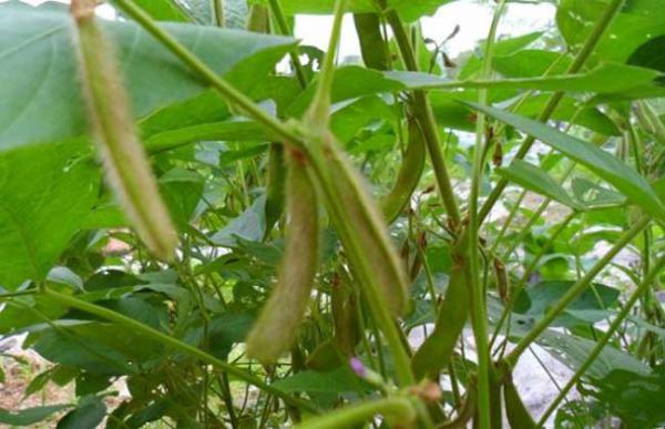 黄豆什么时候播种？