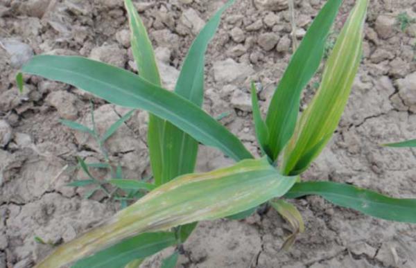 玉米苗枯病的防治方法