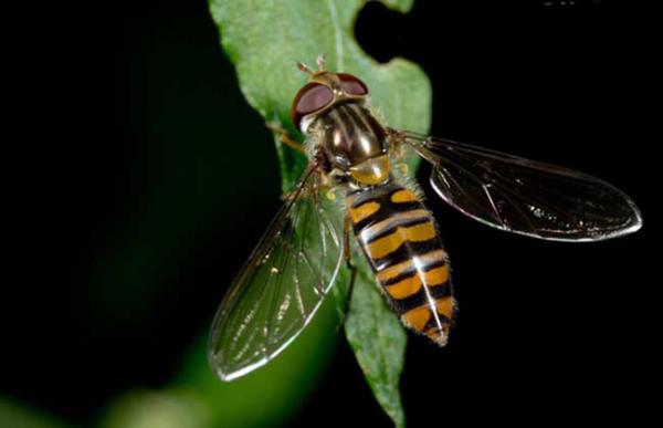 赤眼蜂如何防治玉米螟?